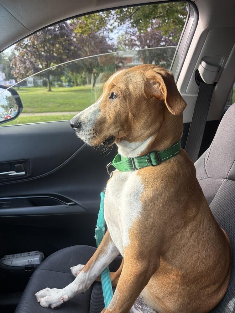 Enlarge Anthony, a Adoptable Mixed Breed in Amherst, NY image 5/6