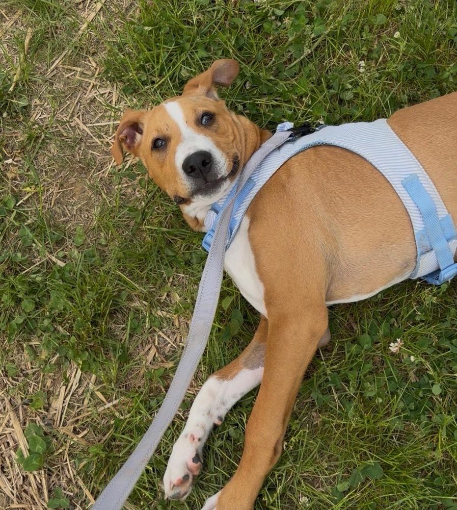 Anthony, a Adoptable Shar-Pei in Amherst, NY image 6/6