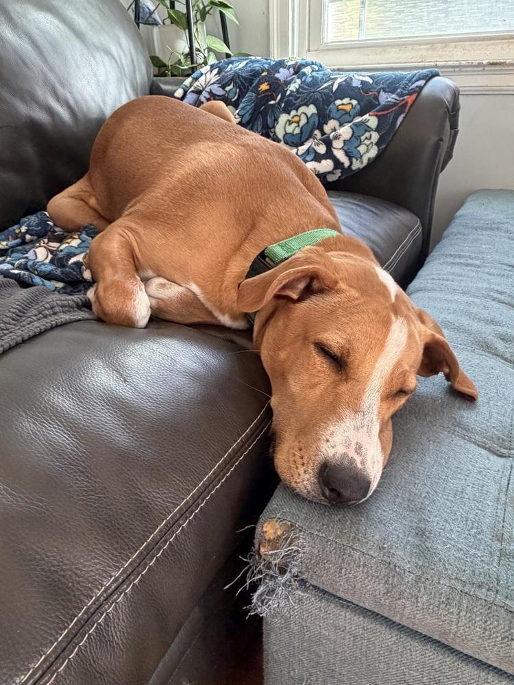 Enlarge Anthony, a Adoptable Mixed Breed in Amherst, NY image 6/6