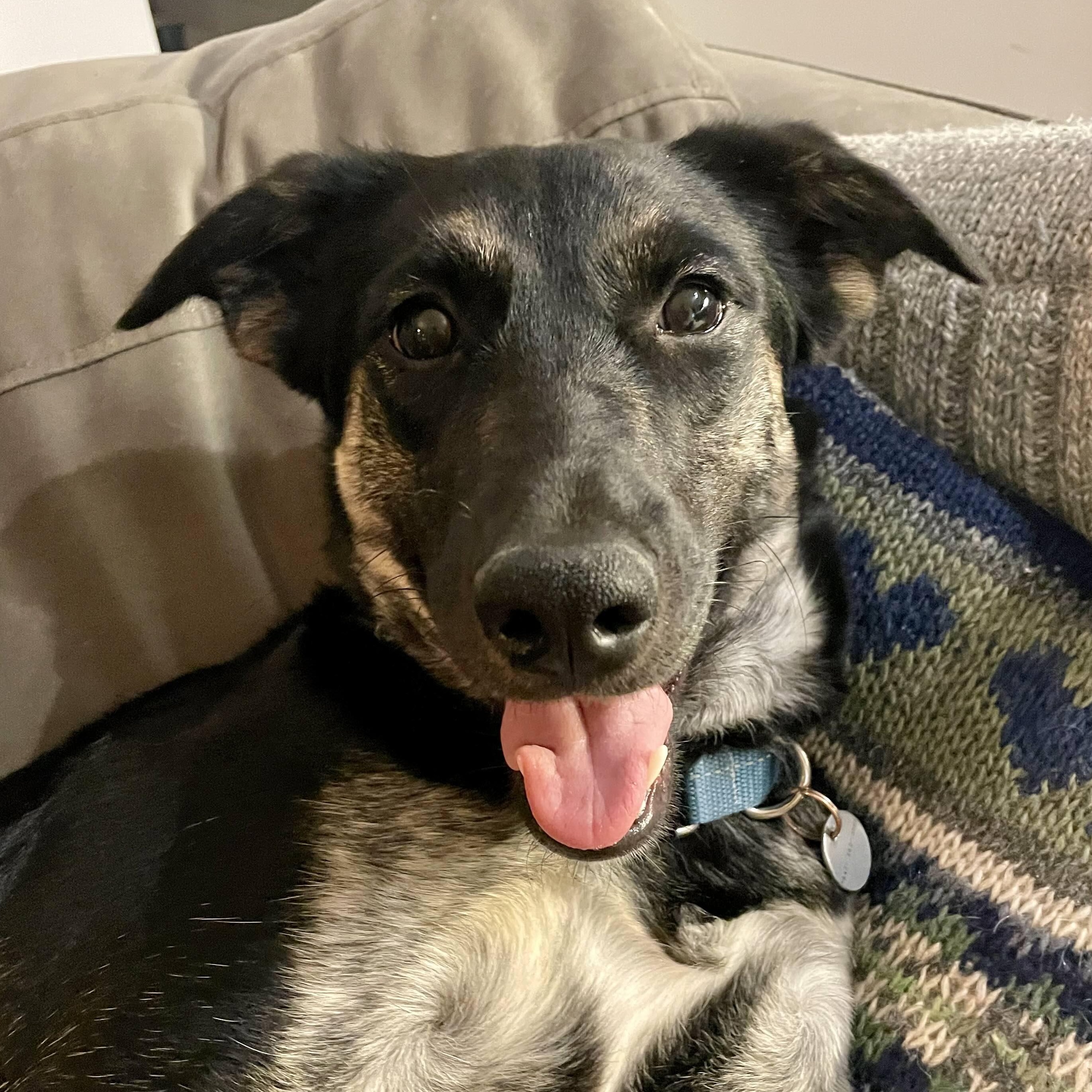 Foxy, ADOPTABLE, Puppy Female Shepherd.