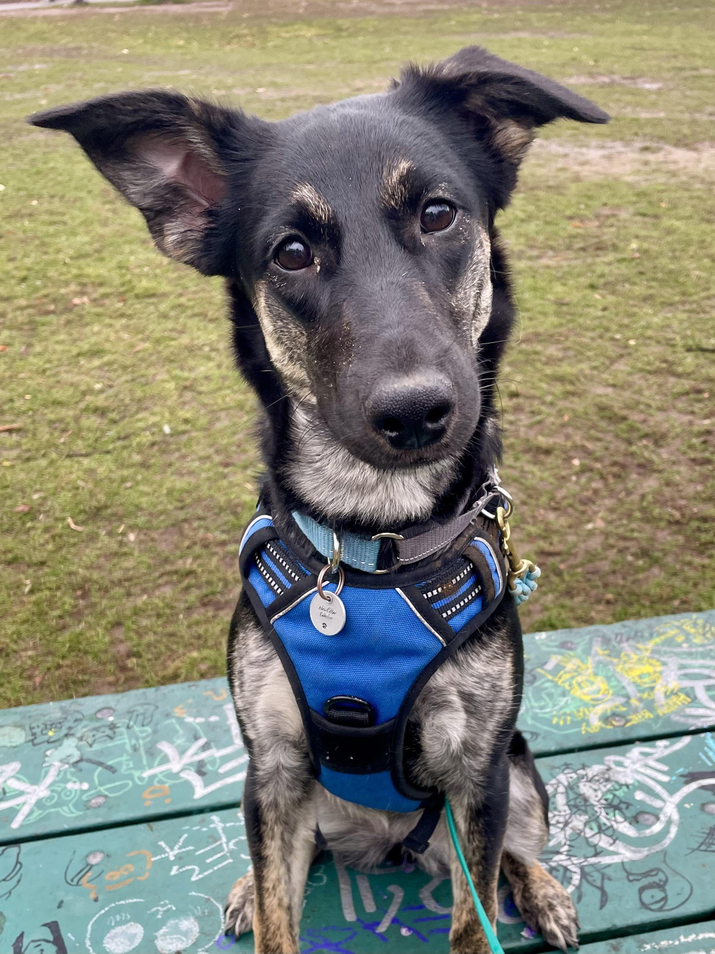 Enlarge Foxy, an adopted mixed breed in Toronto, ON image 2/6