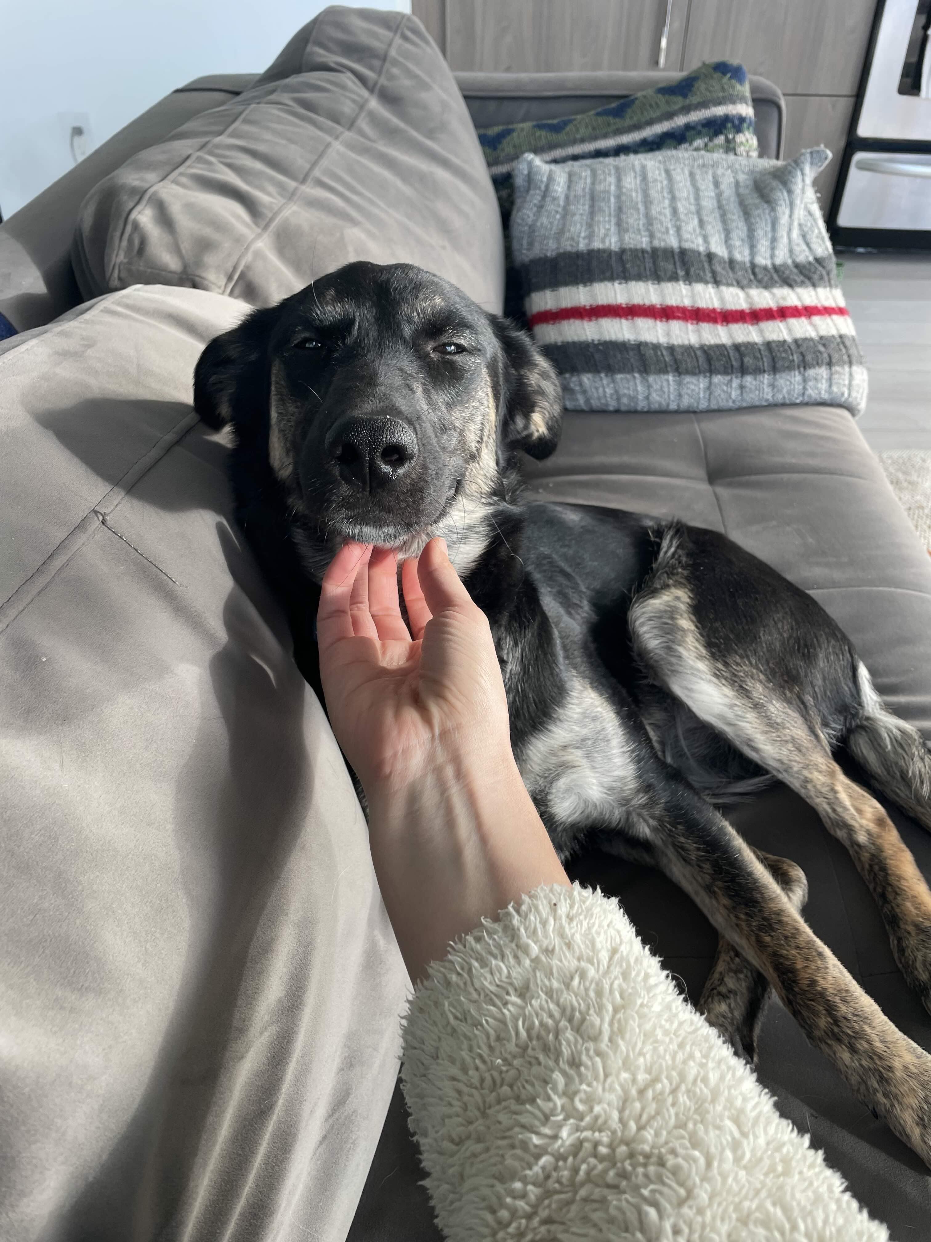 Enlarge Foxy, an adopted mixed breed in Toronto, ON image 4/6