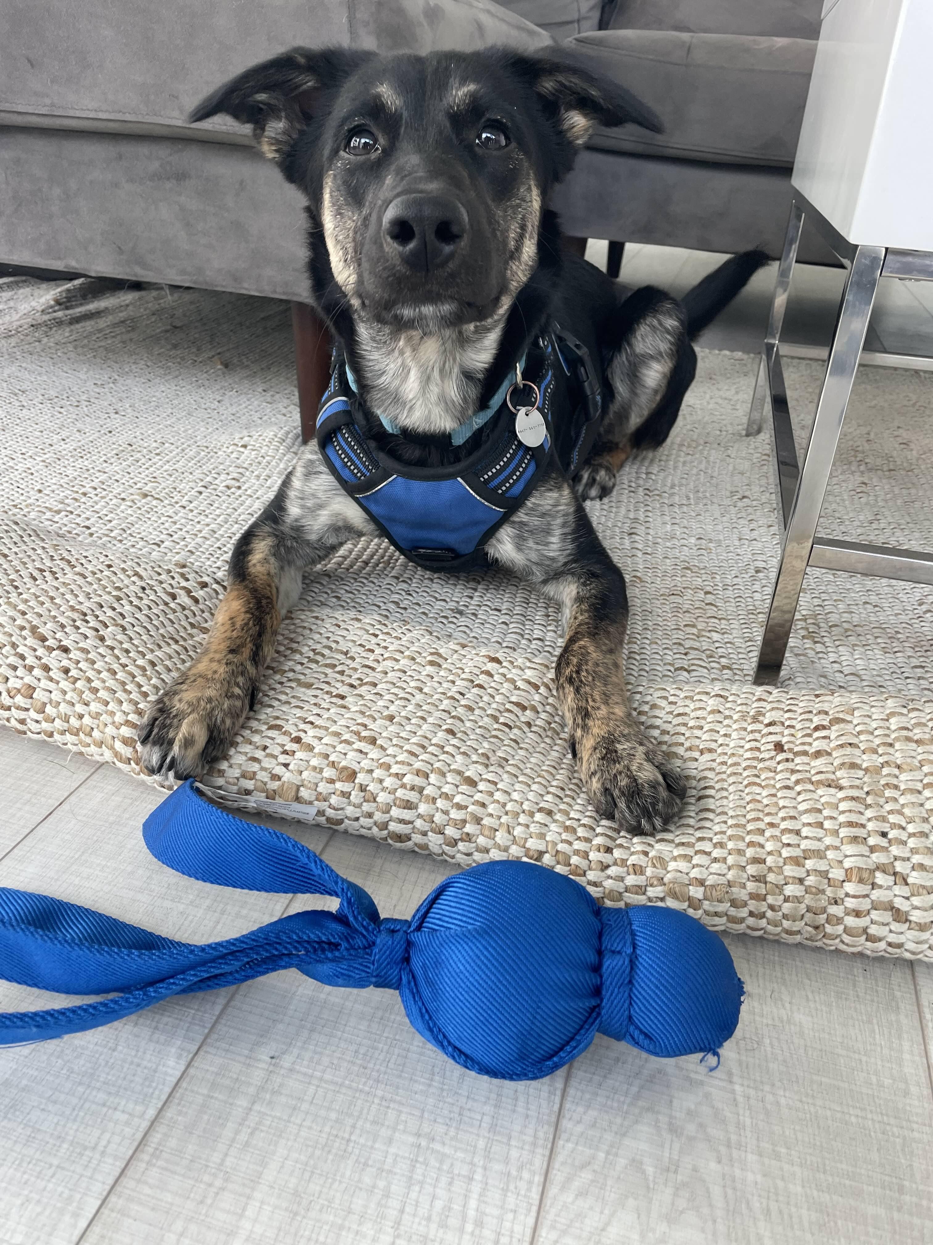 Enlarge Foxy, an adopted mixed breed in Toronto, ON image 5/6