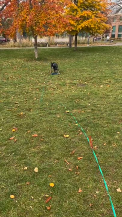 Enlarge Foxy, an adopted mixed breed in Toronto, ON video 6/6