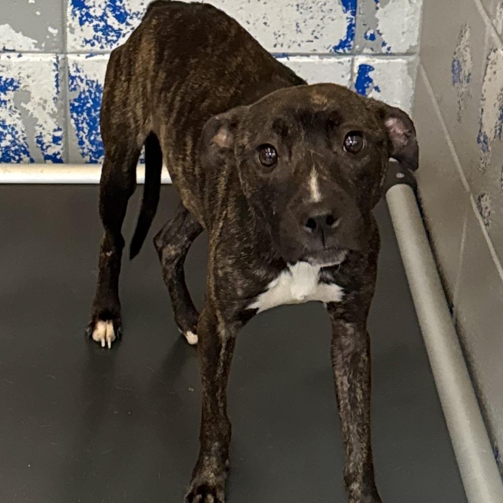 Marie, Adoptable, Young Female Black Mouth Cur.