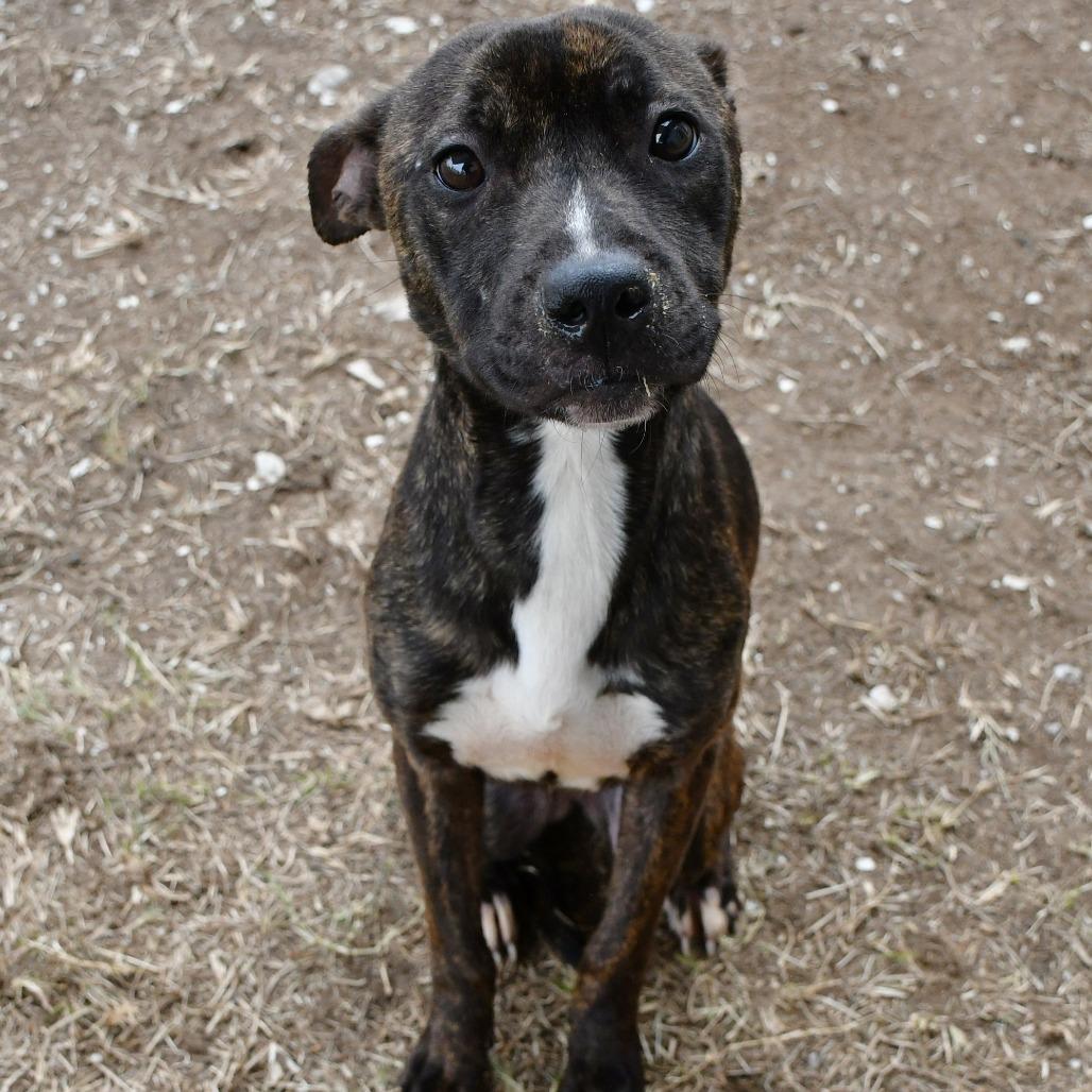 Marie, a Adoptable Black Mouth Cur in Beaumont, TX image 3/6