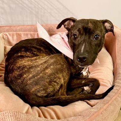 Marie, a Adoptable Black Mouth Cur in Beaumont, TX image 4/6