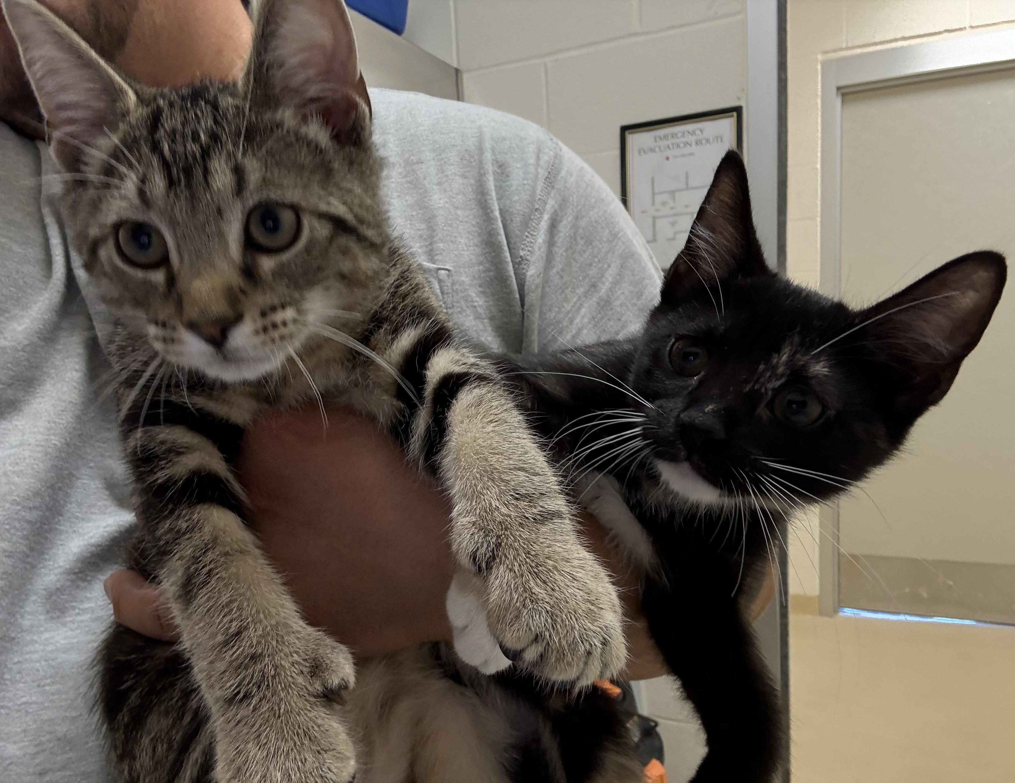 Enlarge Romeo and Smooch, a ADOPTABLE Tortoiseshell in Greenwich, CT image 2/2
