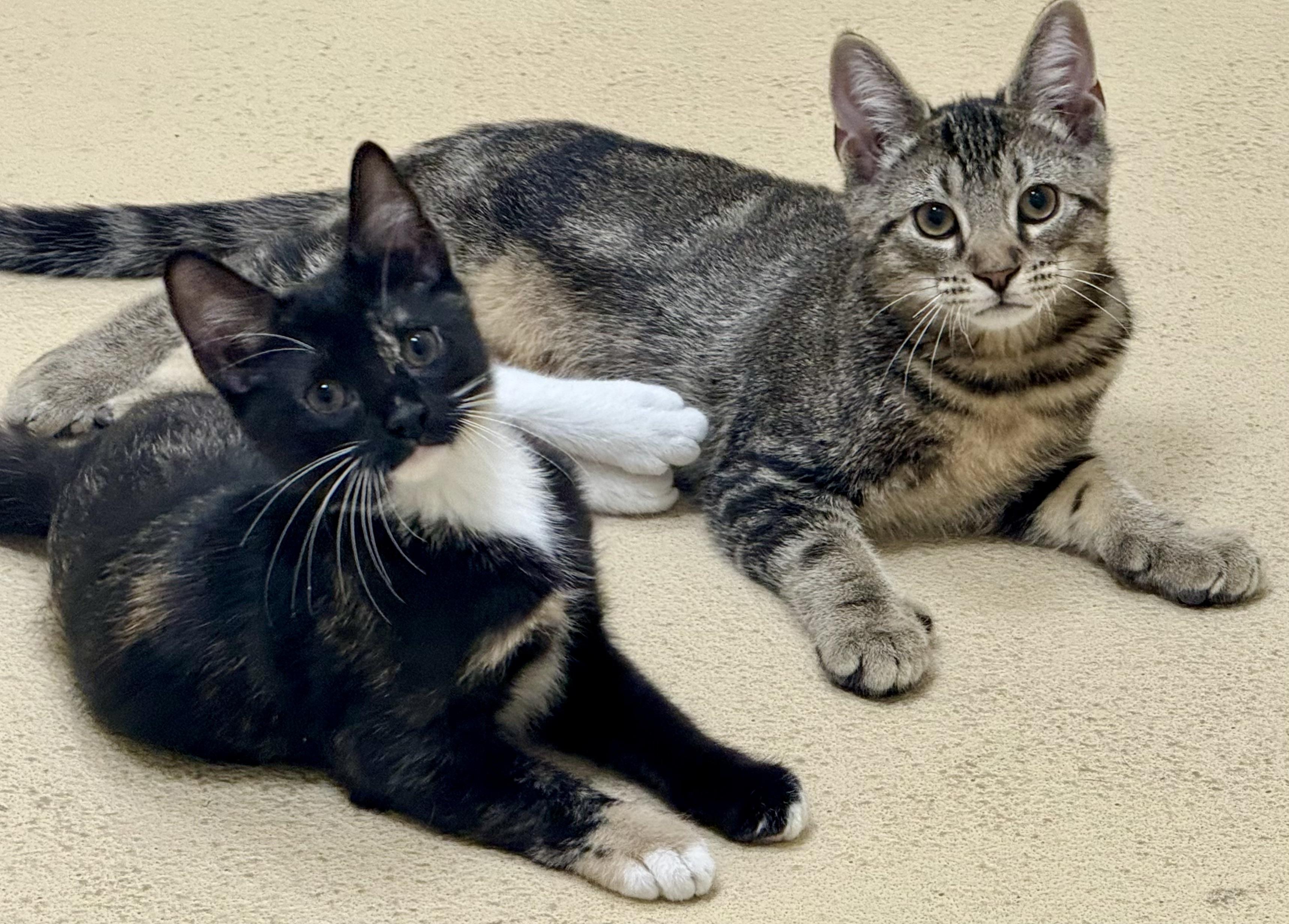 Enlarge Romeo and Smooch, a ADOPTABLE Tortoiseshell in Greenwich, CT image 1/2