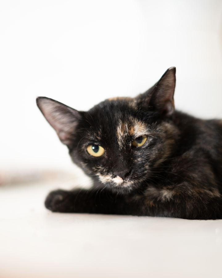 Cat for adoption Mary Tyler Moore, a Domestic Short Hair in Marana