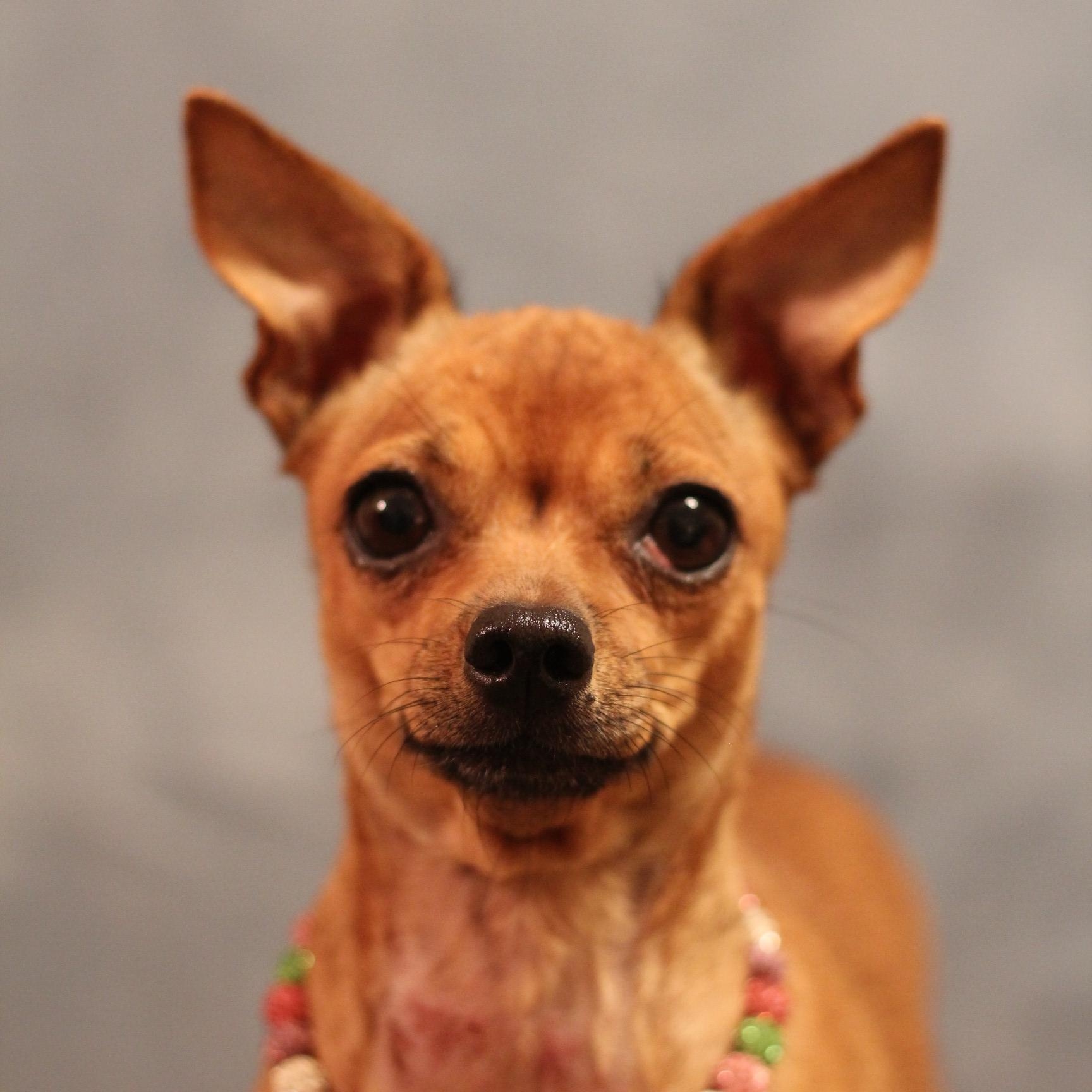 Enlarge Luna, an adopted Chihuahua in Yukon, OK image 4/4