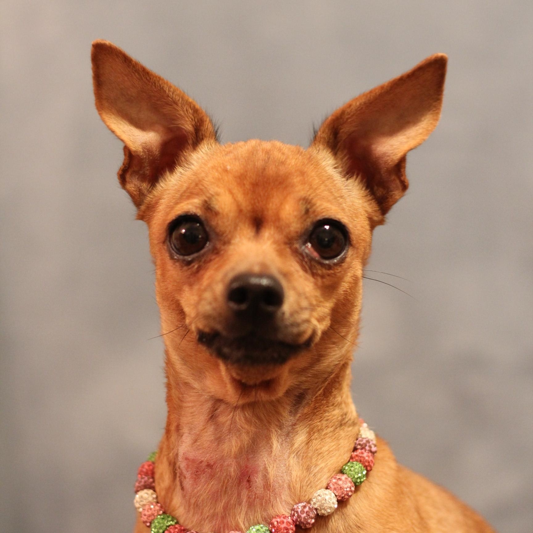 Enlarge Luna, an adopted Chihuahua in Yukon, OK image 3/4