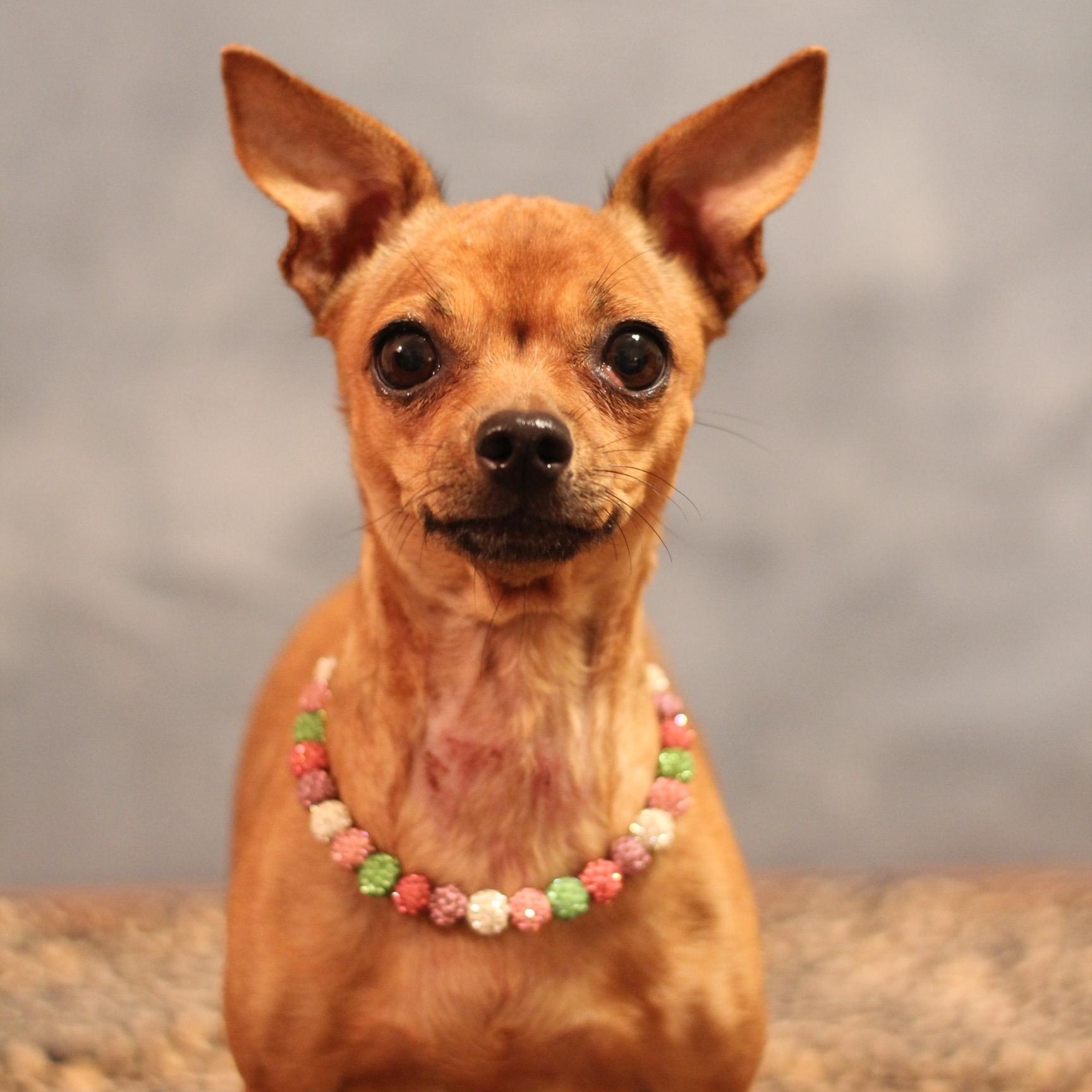 Enlarge Luna, an adopted Chihuahua in Yukon, OK image 2/4