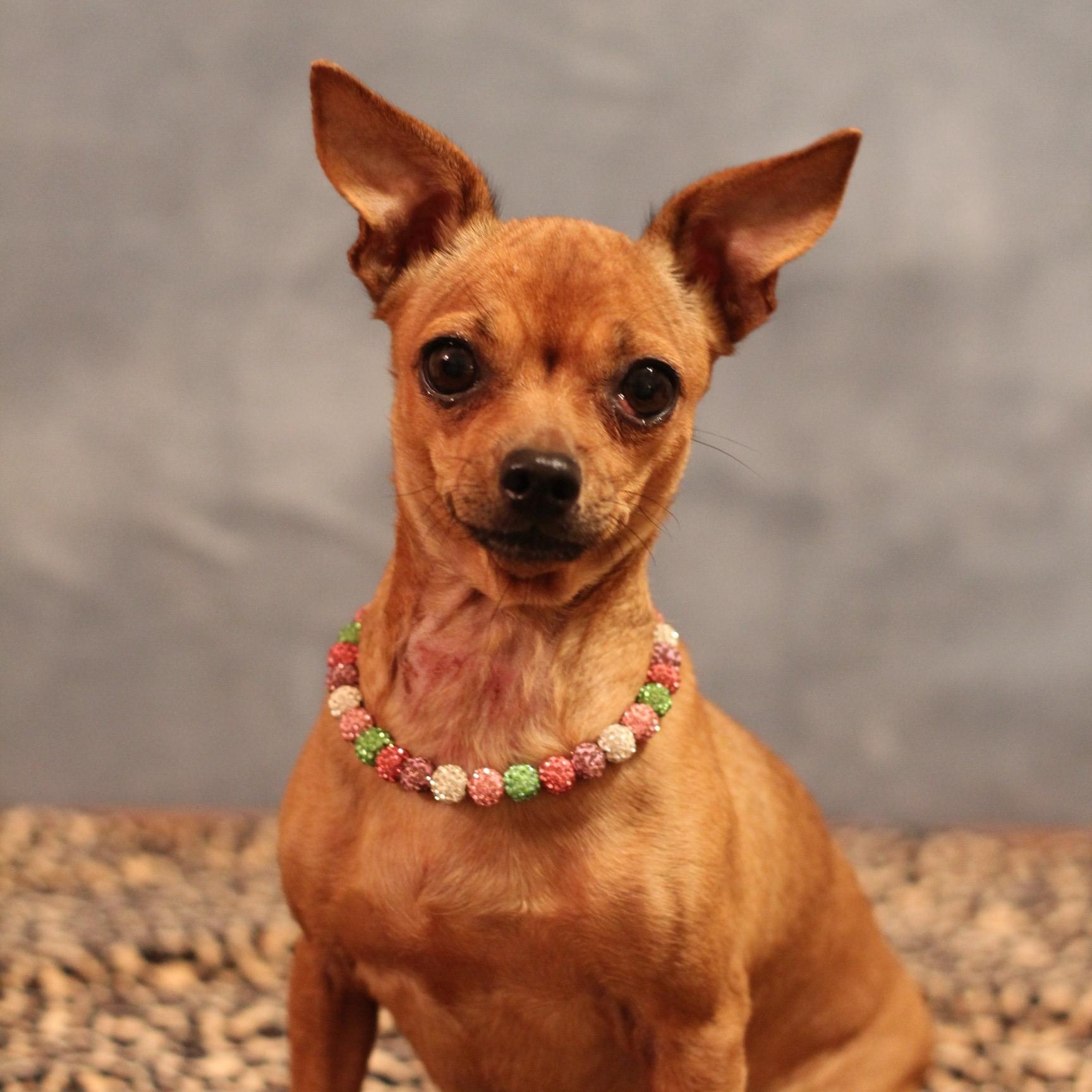 Luna, adopted, Adult Female Chihuahua.