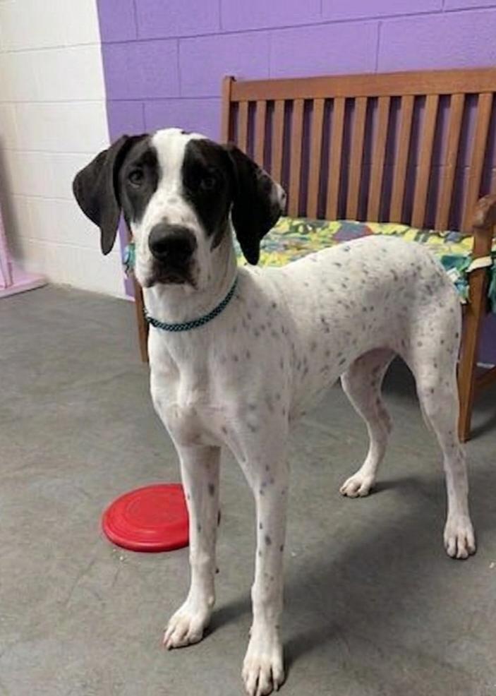 **SNOOPY**, Adoptable, Young Male Labrador Retriever & Dalmatian.