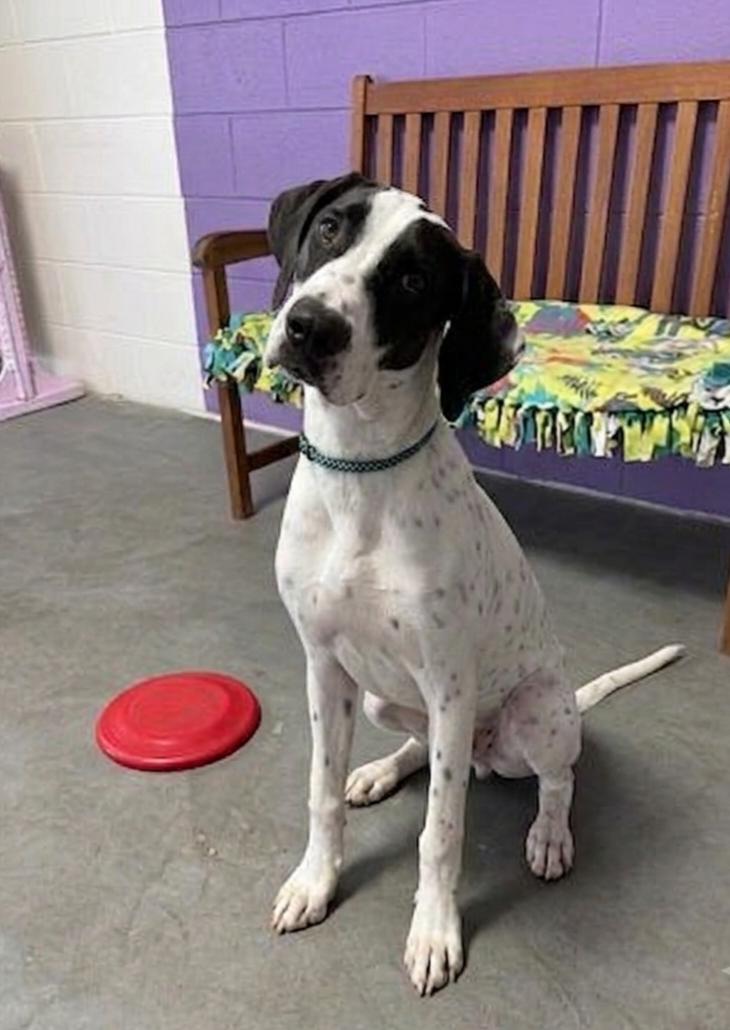 Enlarge **SNOOPY**, a Adoptable mixed breed in North Prairie, WI image 2/3