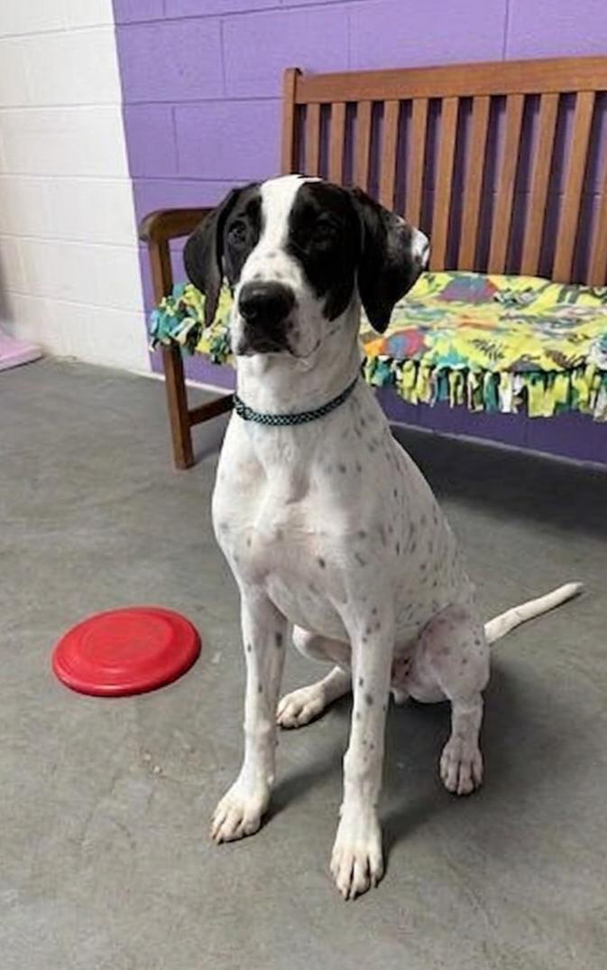 Enlarge **SNOOPY**, a Adoptable mixed breed in North Prairie, WI image 3/3