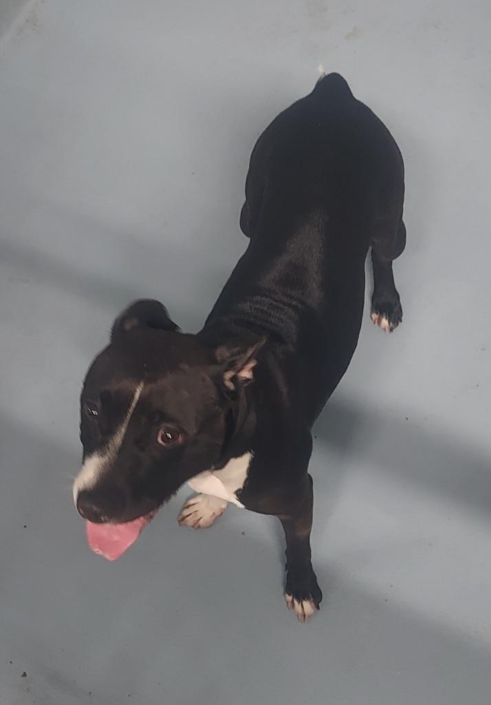 Enlarge Maddie, a Adoptable mixed breed in Cartersville , GA image 1/1