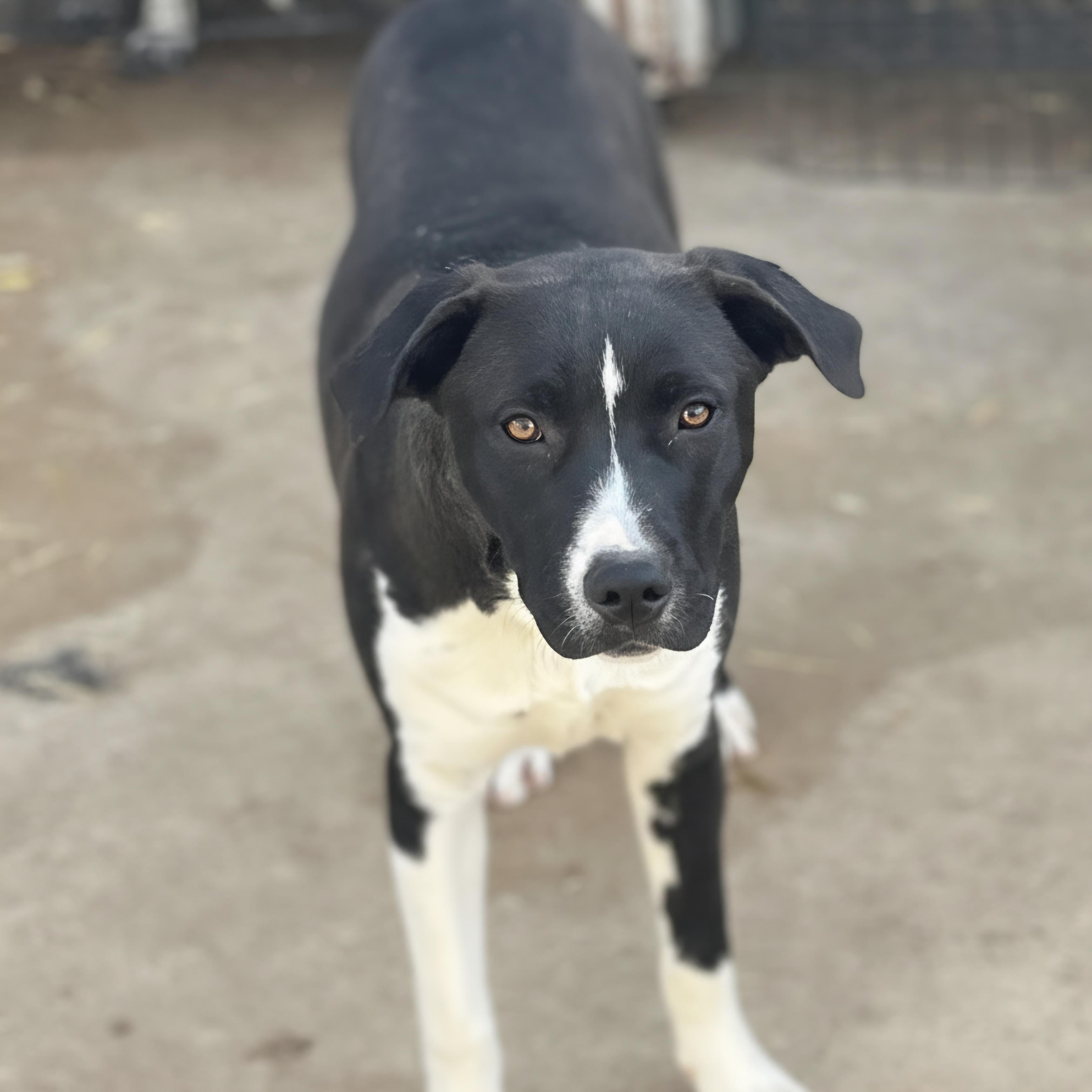 Enlarge June, a Adoptable mixed breed in Durant, OK image 1/2
