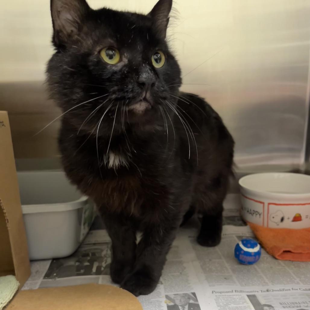 Pasta, Adoptable, Adult Male Domestic Short Hair.