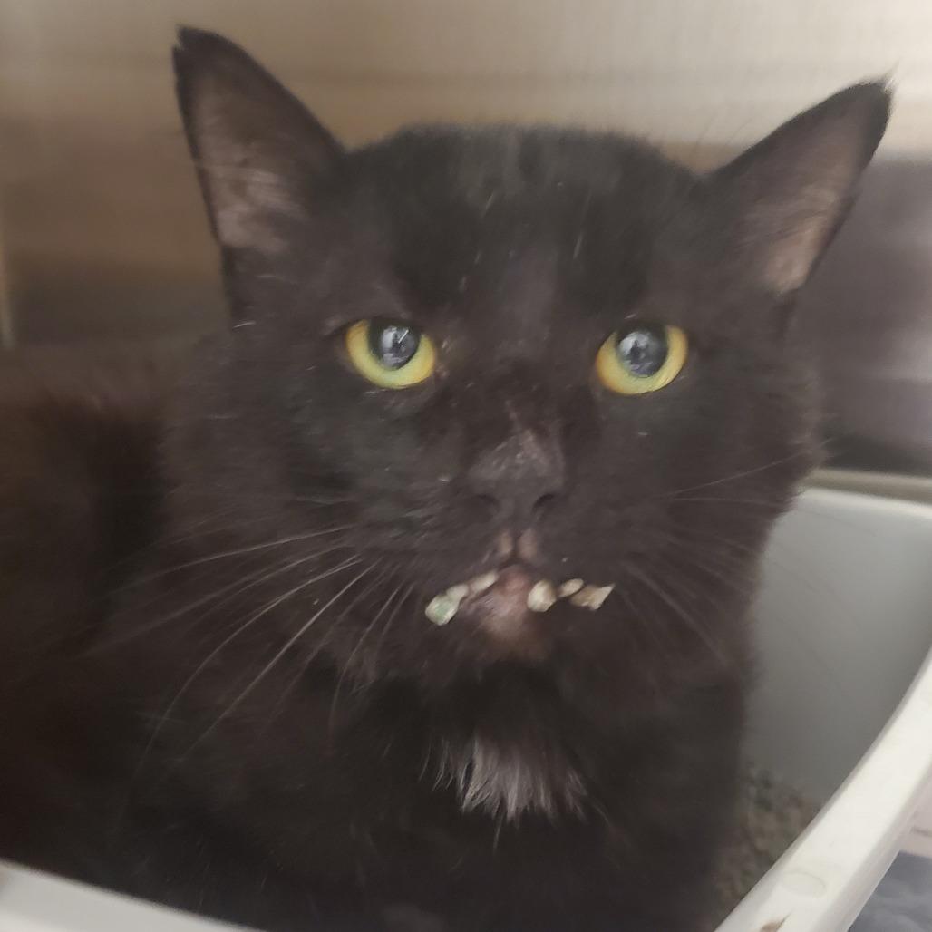 Enlarge Pasta, a Adoptable Domestic Short Hair in Novelty, OH image 2/3