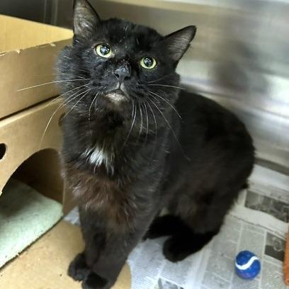 Enlarge Pasta, a Adoptable Domestic Short Hair in Novelty, OH image 3/3