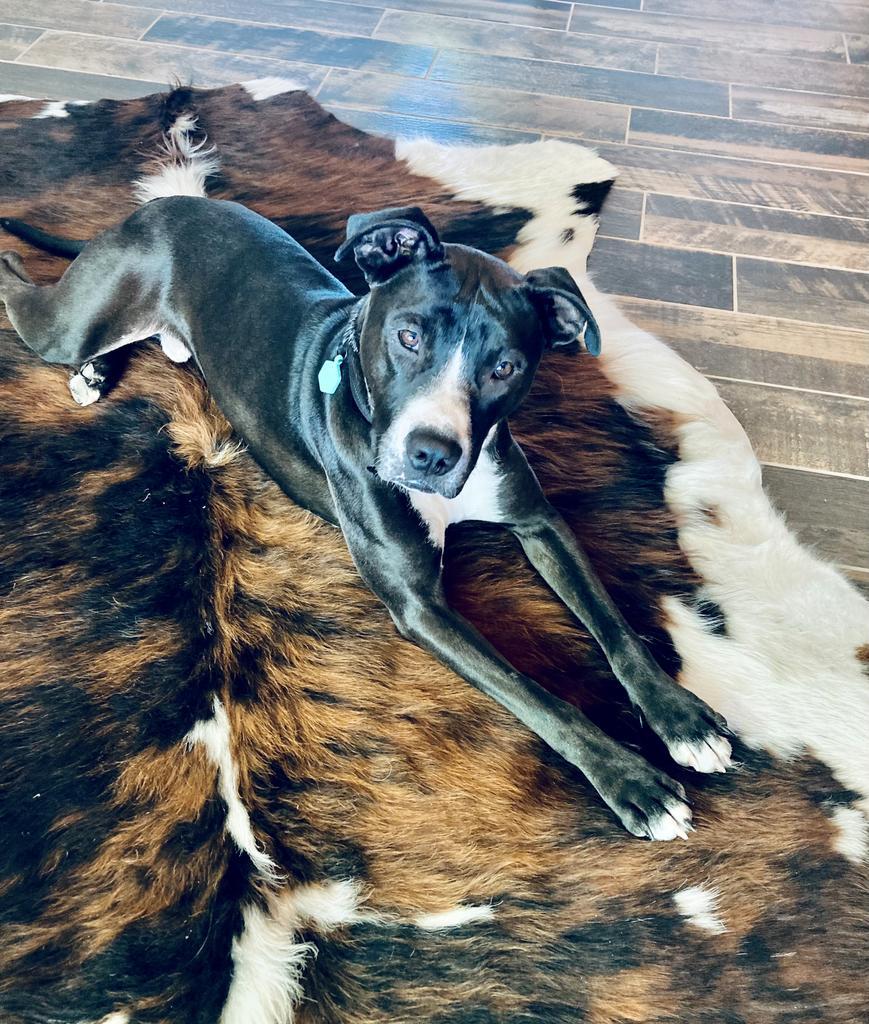 Jett, Adoptable, Young Male Boxer & Labrador Retriever.