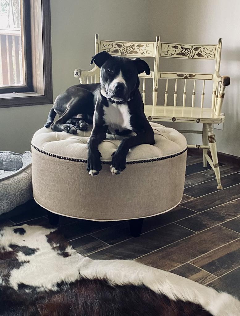 Enlarge Jett, a Adopted mixed breed in Pratt, KS image 3/3