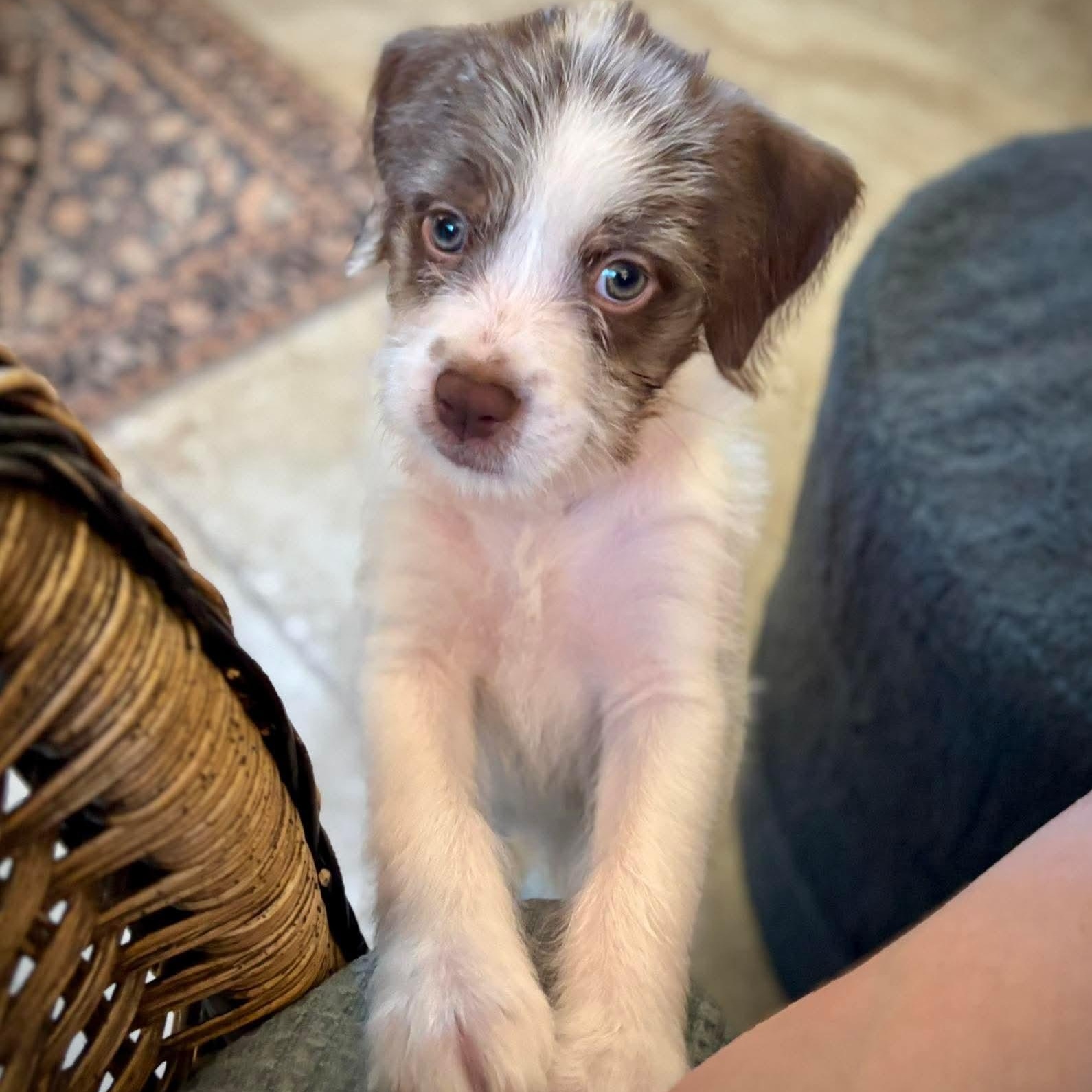 Enlarge Grizzly, a ADOPTABLE mixed breed in Pelham, NH image 5/6