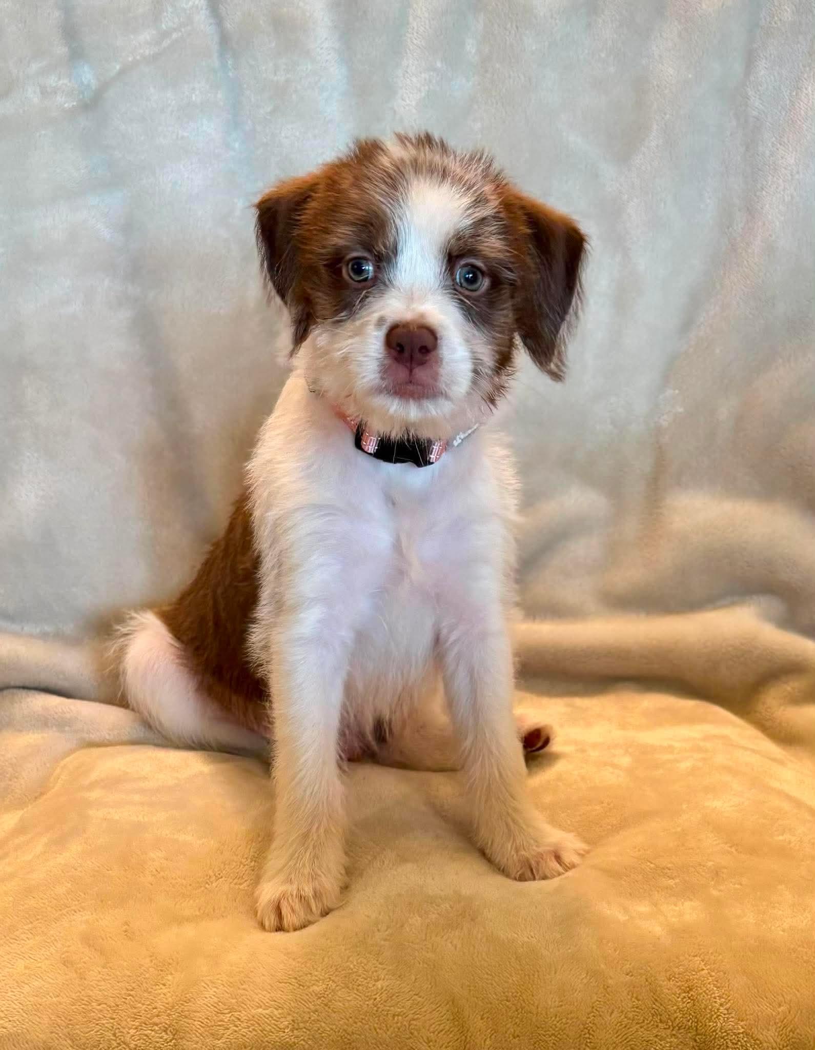 Enlarge Grizzly, a ADOPTABLE mixed breed in Pelham, NH image 6/6