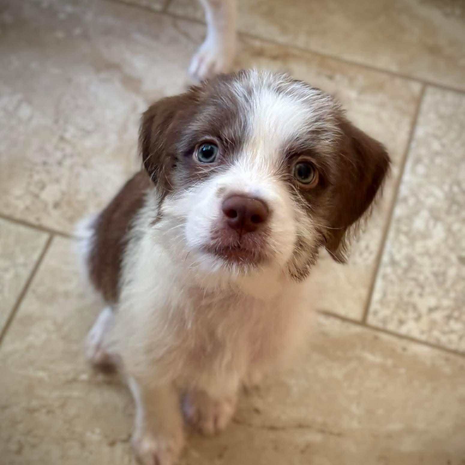 Grizzly, ADOPTABLE, Puppy Male Terrier.