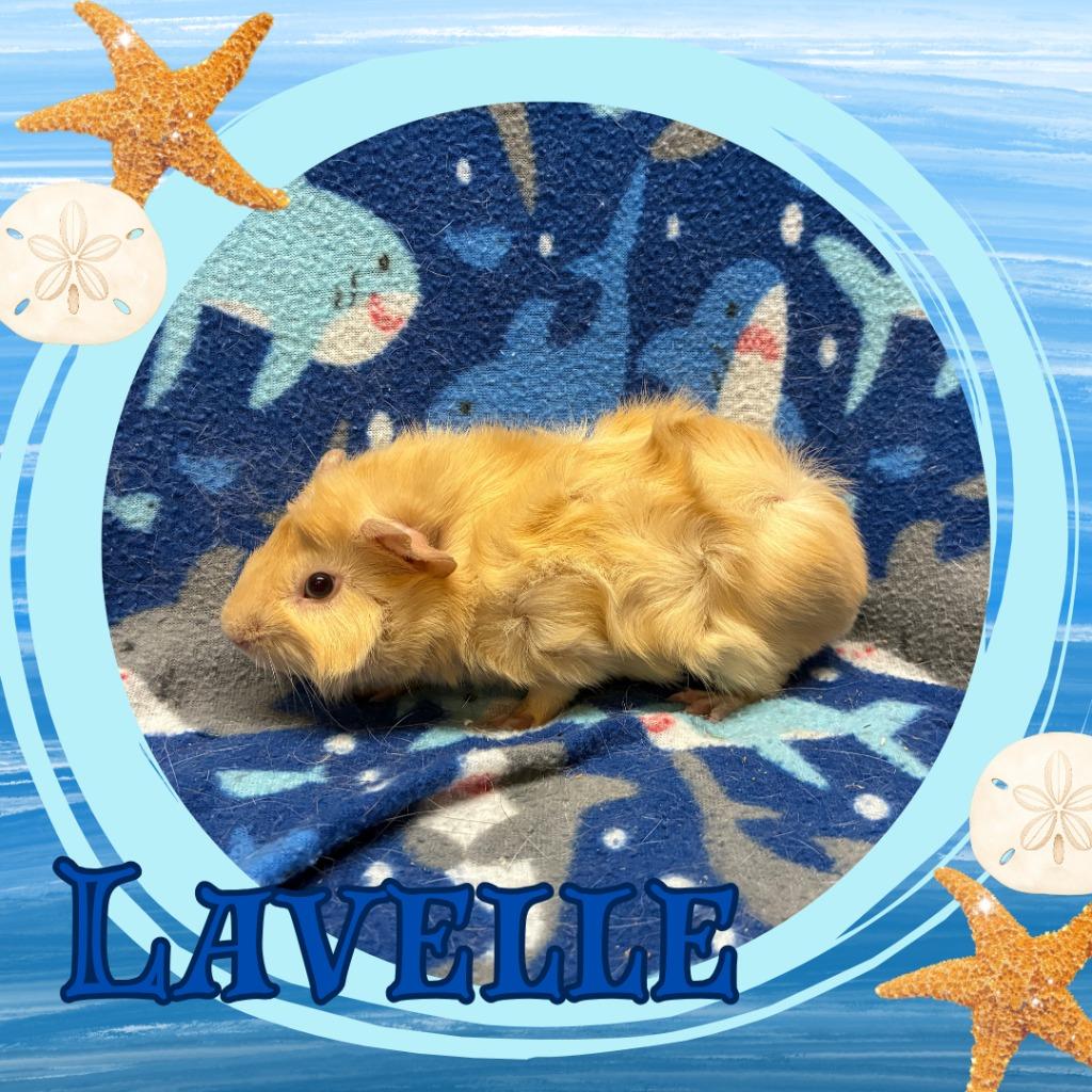 Enlarge Lavelle, a Adoptable Guinea Pig in Elizabethtown, KY image 1/1