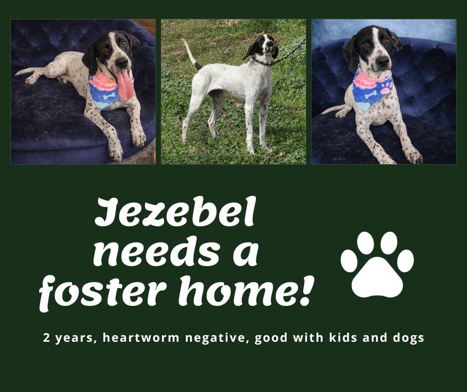 Enlarge Needs Foster Jezebel (TX), an adopted English Pointer in Bridgeton, NJ image 1/1