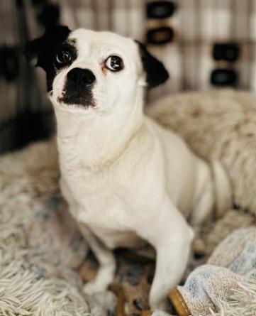 Pugsley, Adopted, Senior Male Pug & Chihuahua.