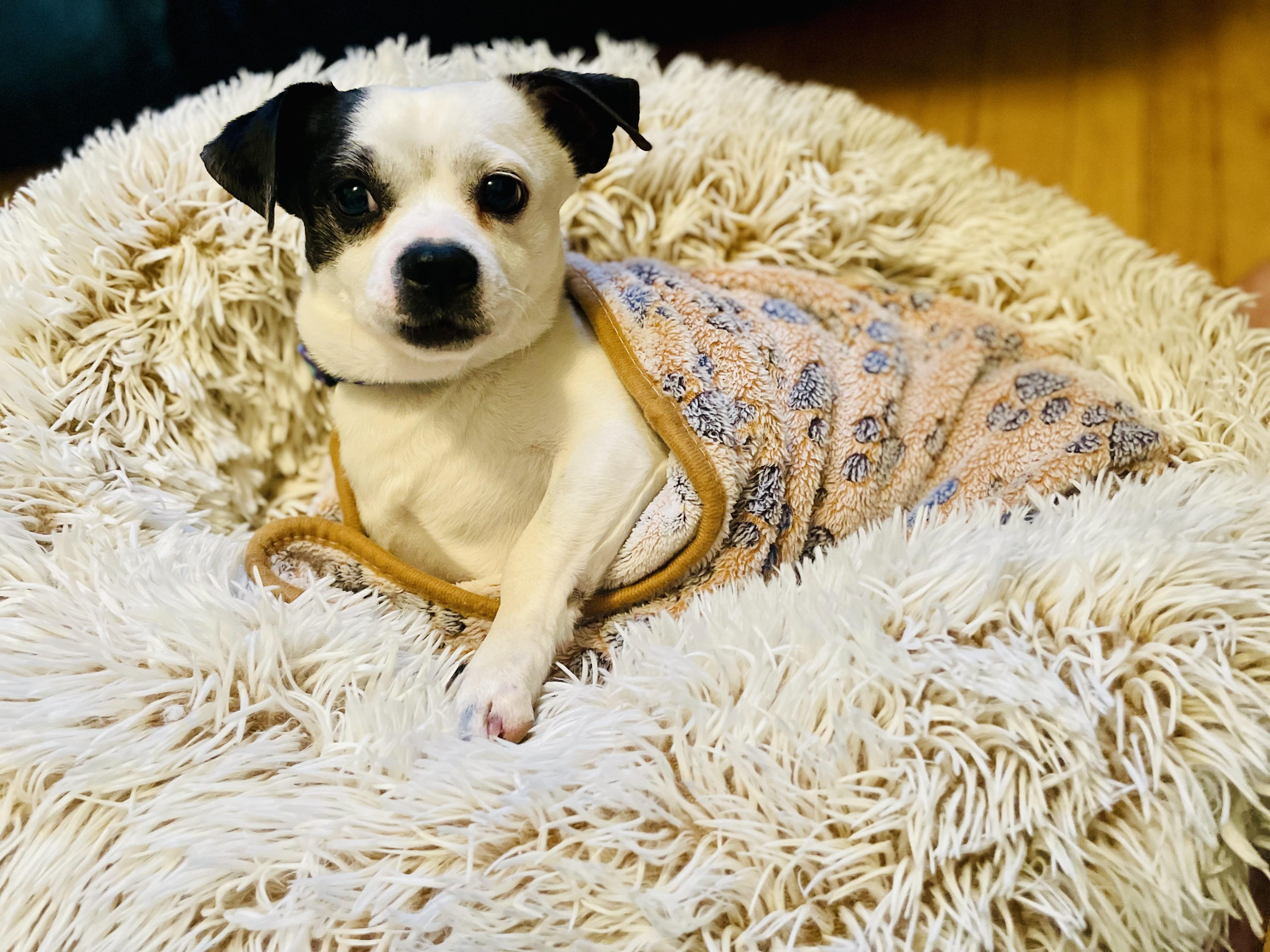 Enlarge Pugsley, a Adopted mixed breed in Troy, MI image 2/6