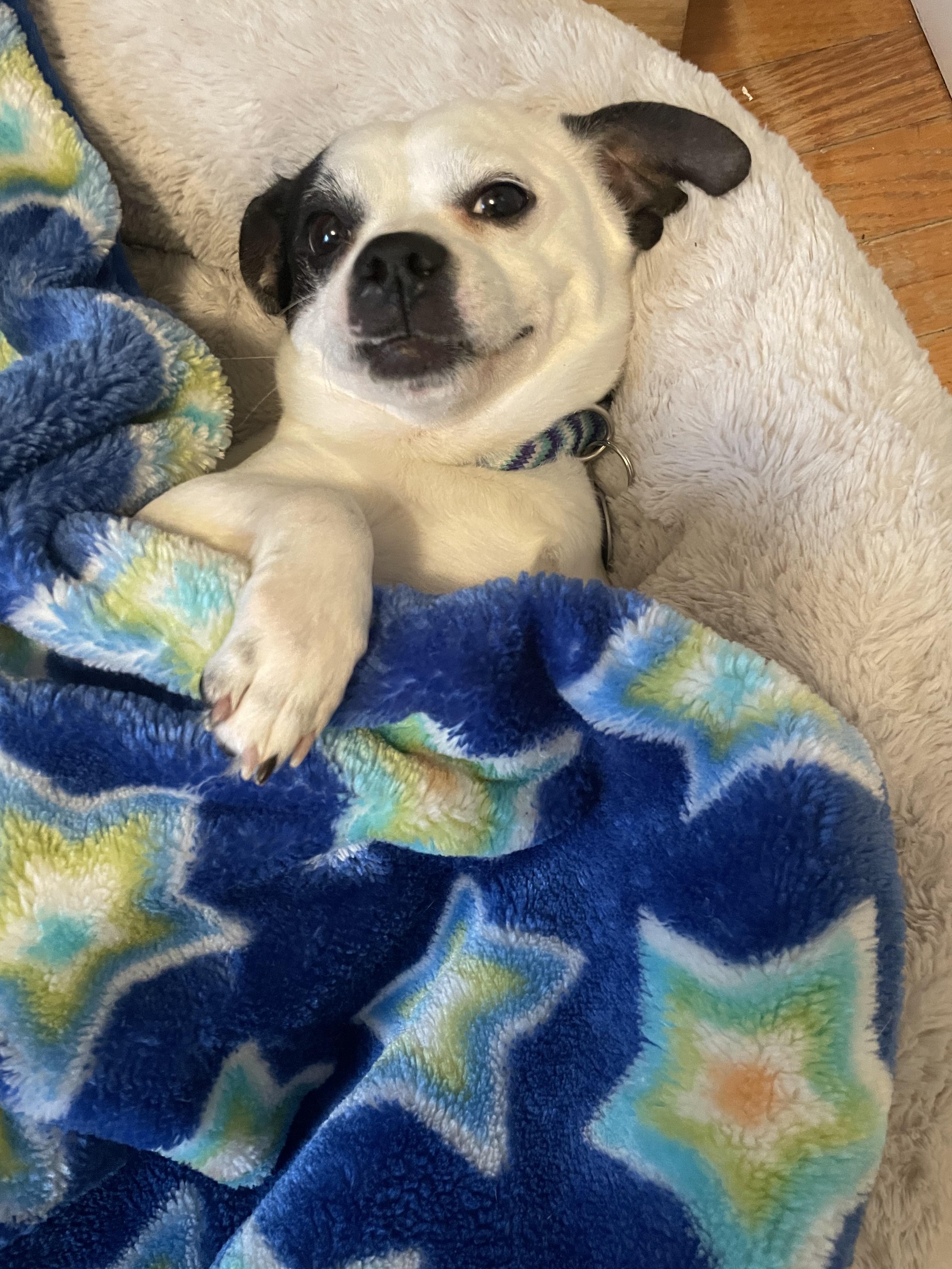 Enlarge Pugsley, a Adopted mixed breed in Troy, MI image 3/6