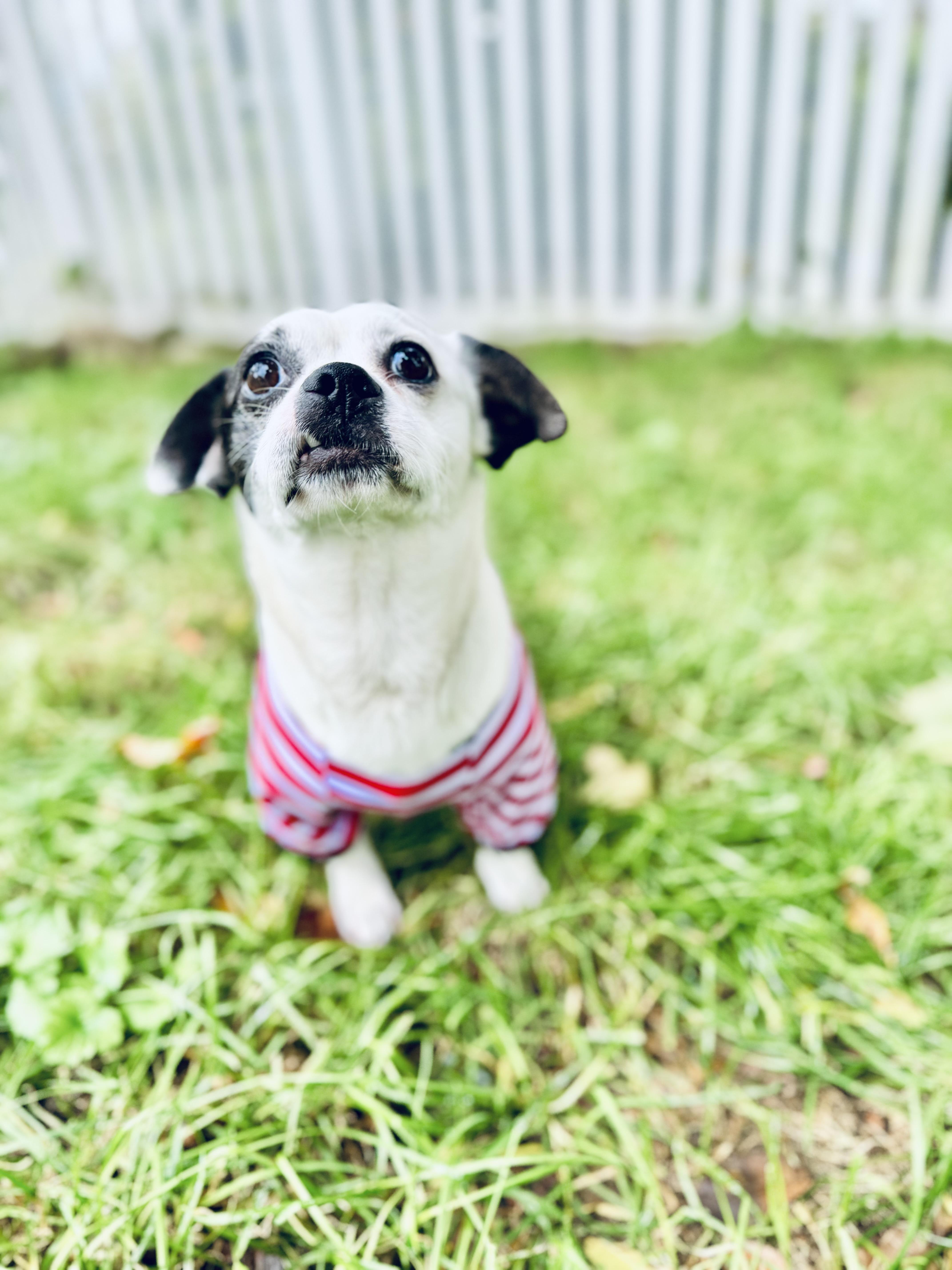 Enlarge Pugsley, a Adopted mixed breed in Troy, MI image 4/6
