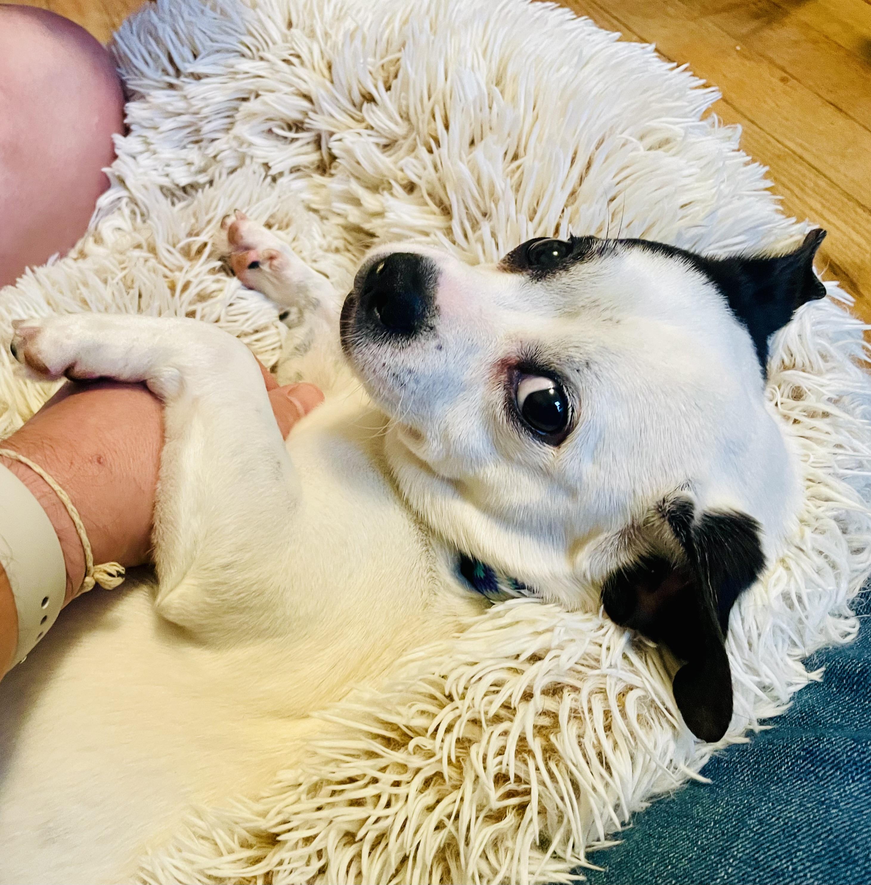 Enlarge Pugsley, a Adopted mixed breed in Troy, MI image 5/6