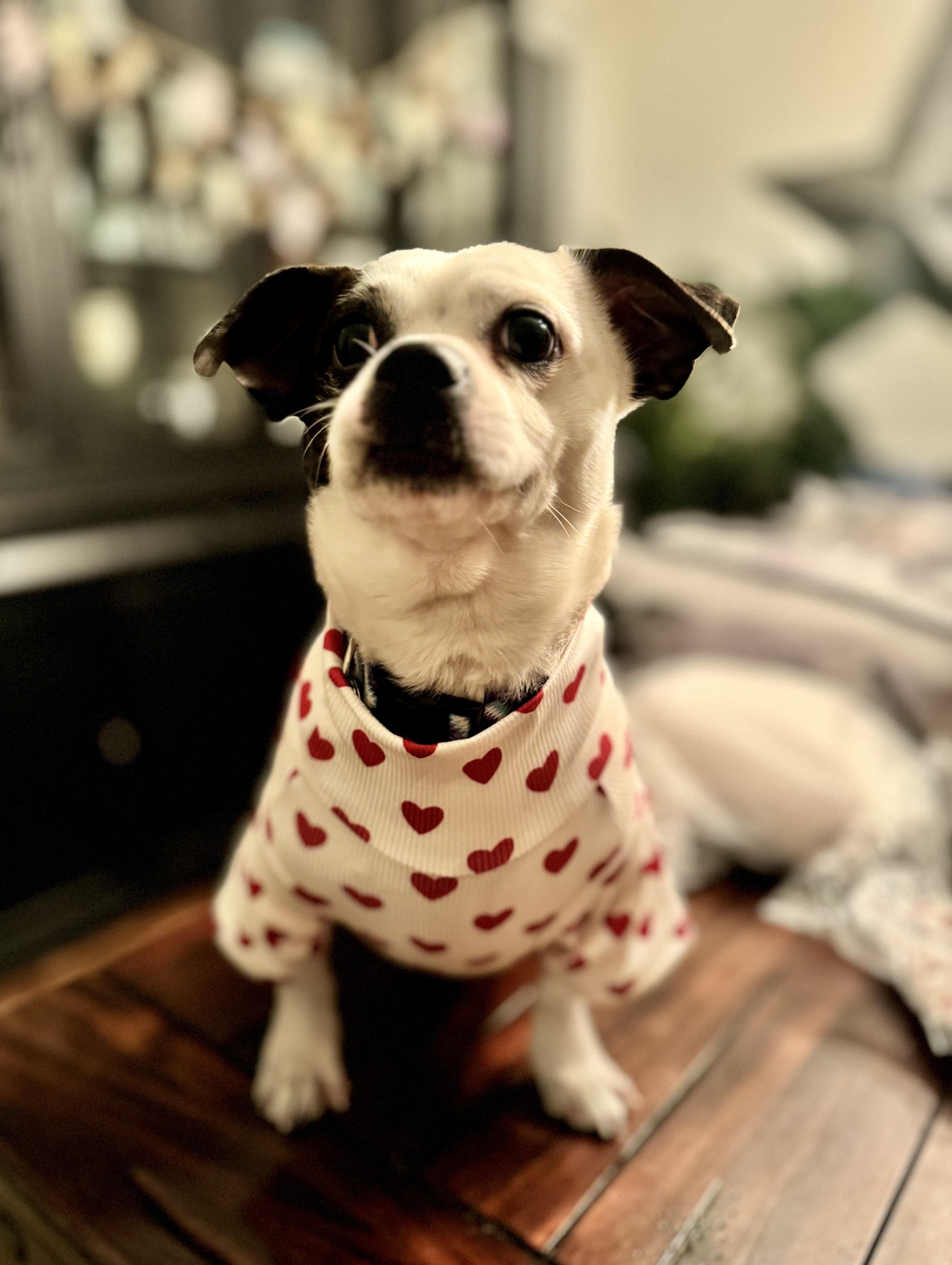 Enlarge Pugsley, a Adopted mixed breed in Troy, MI image 6/6