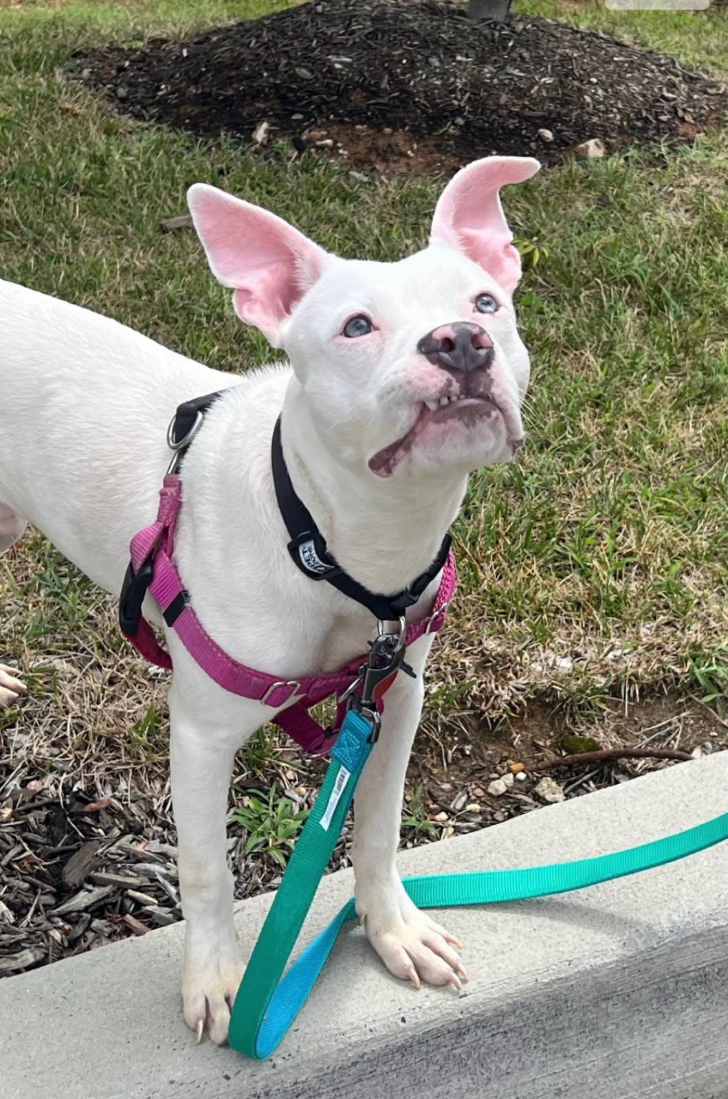 Enlarge Thor, a Adoptable mixed breed in Baltimore, MD image 1/3