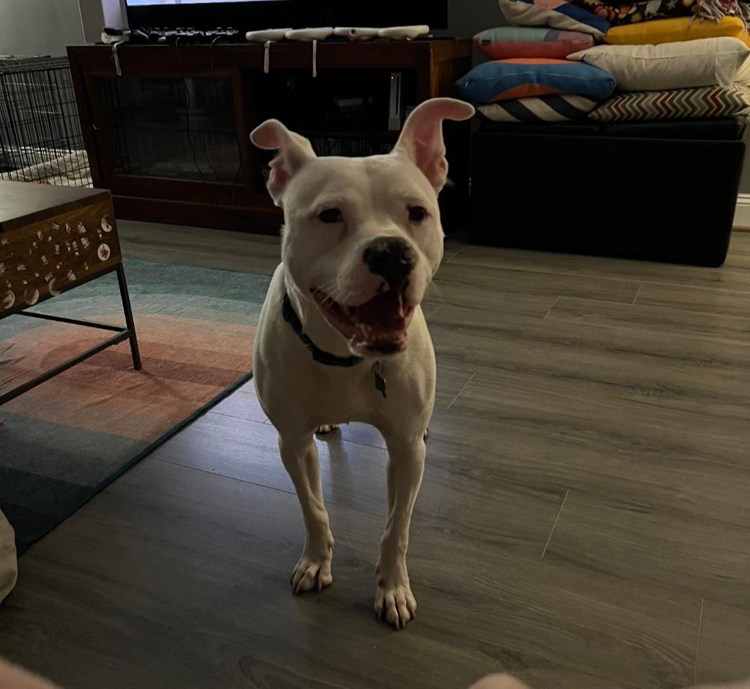 Enlarge Thor, a Adoptable mixed breed in Baltimore, MD image 2/3