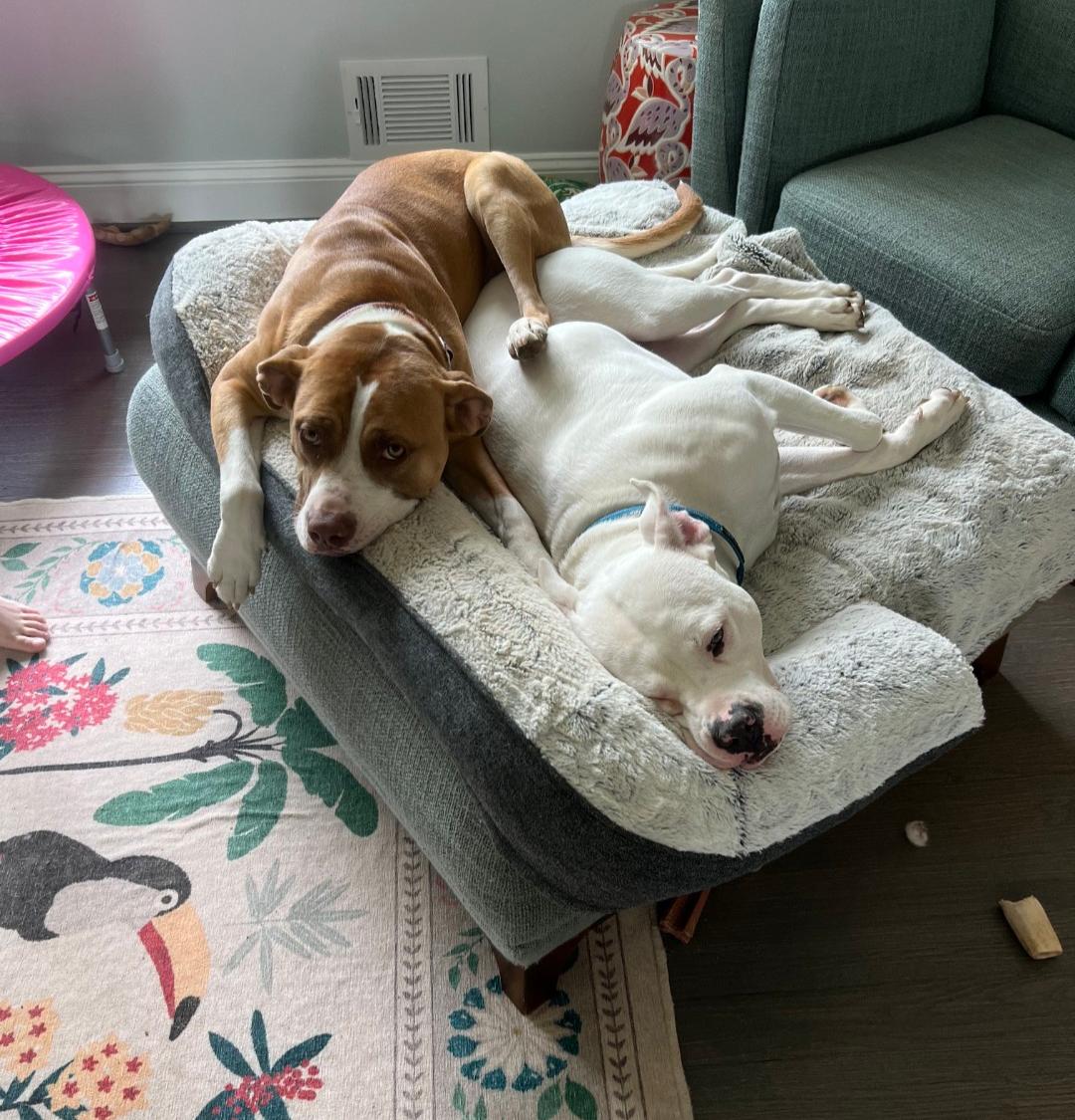 Enlarge Thor, a Adoptable mixed breed in Baltimore, MD image 3/3