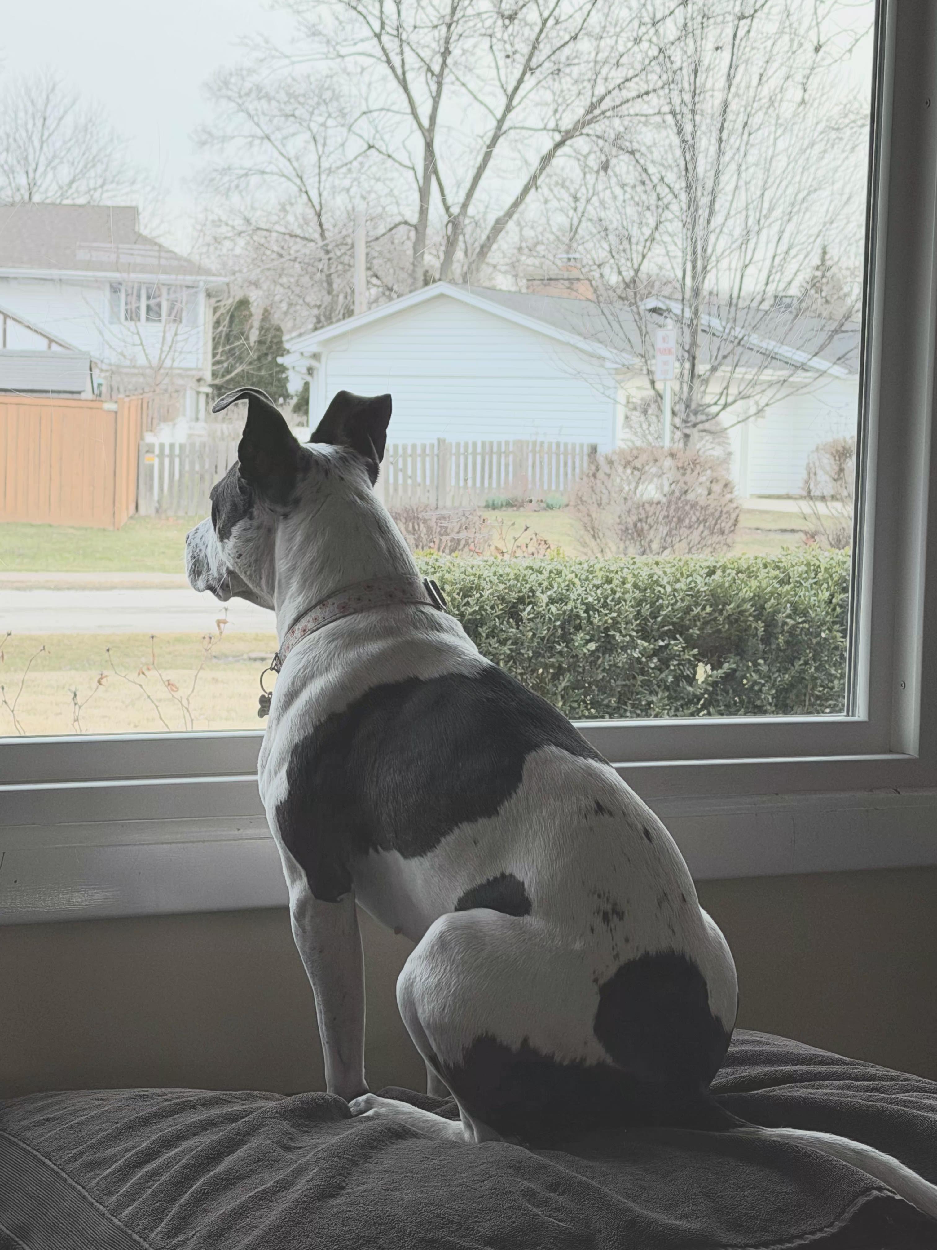 Enlarge Pepper, an adoptable mixed breed in Elmhurst, IL image 4/6