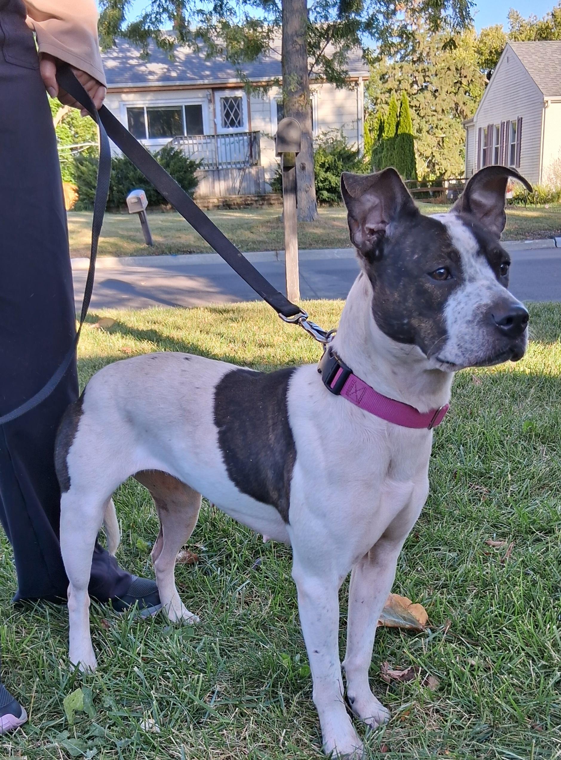 Pepper, an adoptable mixed breed in Elmhurst, IL image 1/6