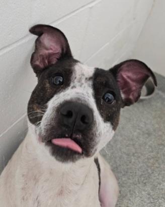 Pepper, an adoptable mixed breed in Elmhurst, IL image 3/6