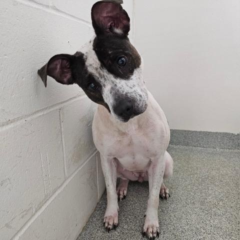 Pepper, an adoptable mixed breed in Elmhurst, IL image 4/6