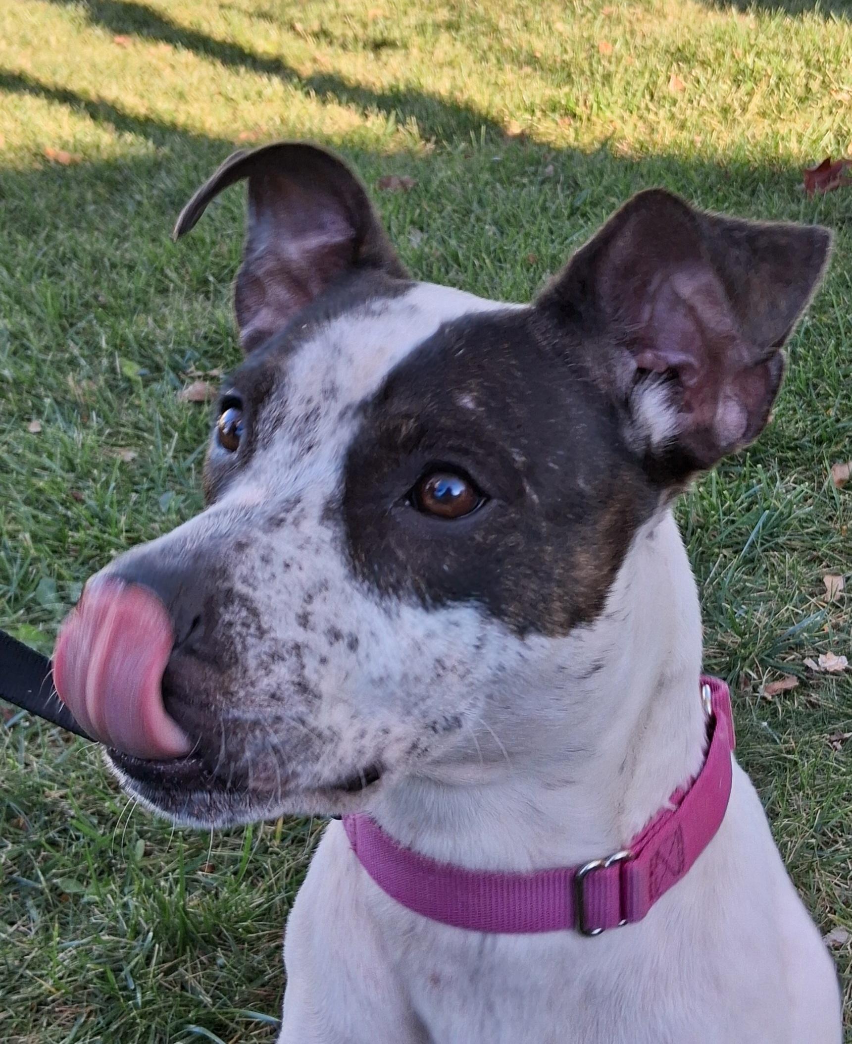 Pepper, an adoptable mixed breed in Elmhurst, IL image 2/6