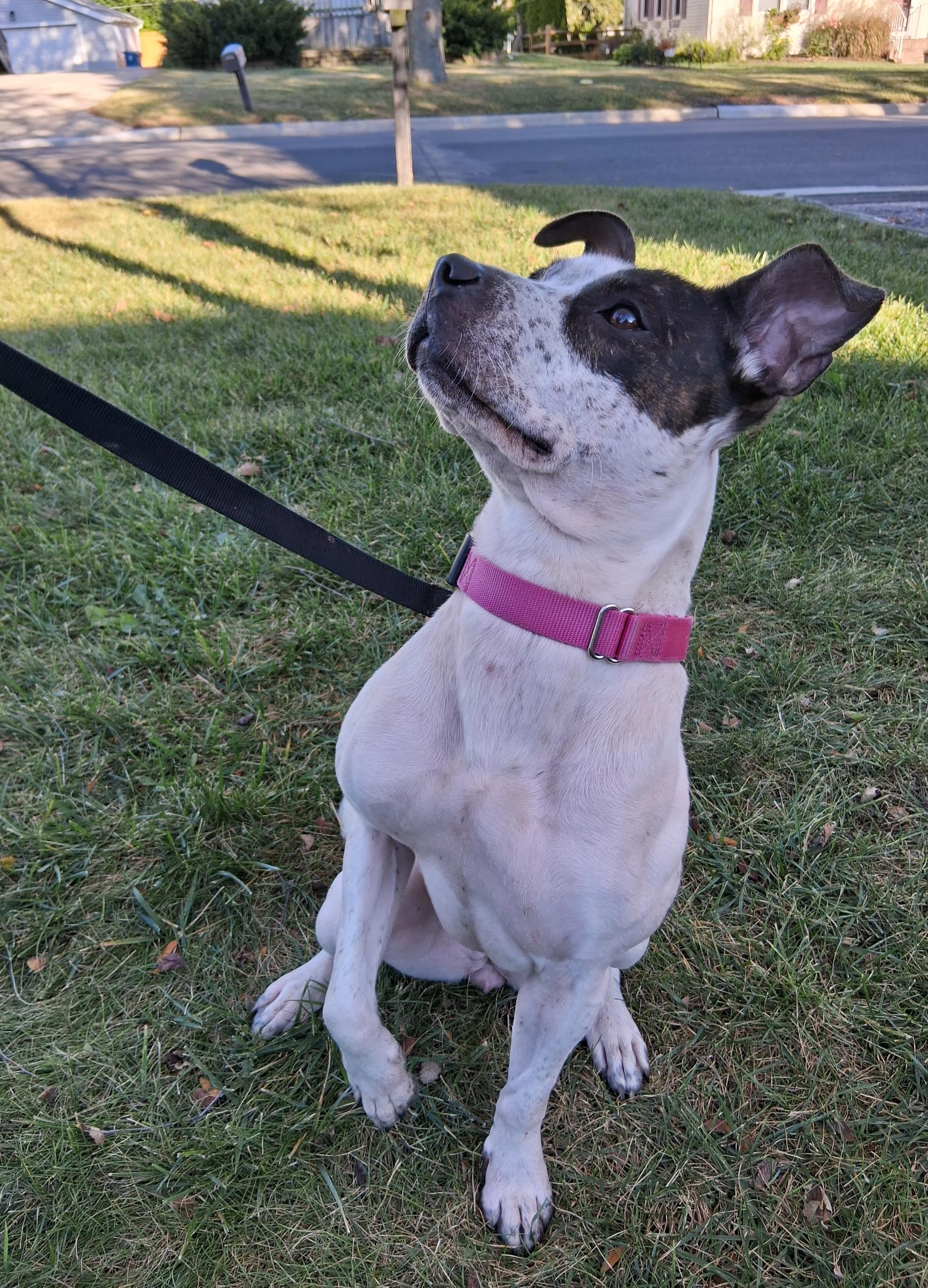 Pepper, an adoptable mixed breed in Elmhurst, IL image 5/6