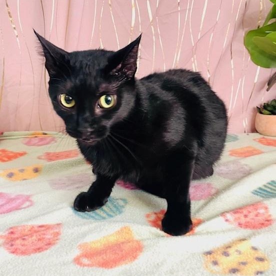 Enlarge Abbey, a Adoptable mixed breed in Keene, NH image 3/4