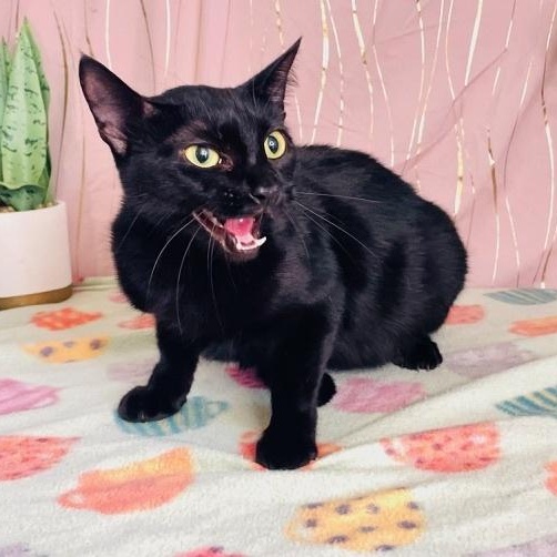 Enlarge Abbey, a Adoptable mixed breed in Keene, NH image 2/4